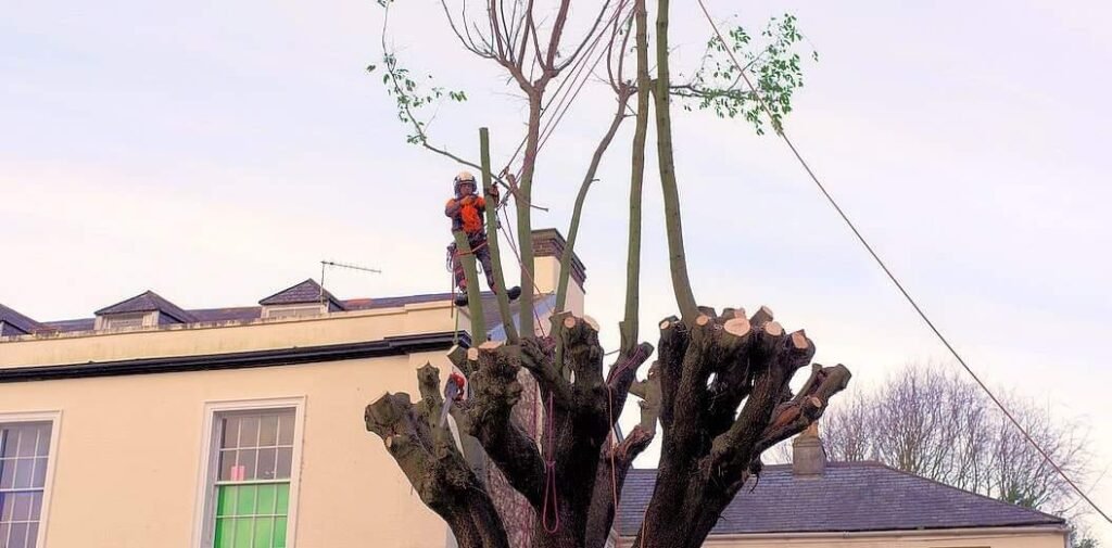 Premium Tree Service: Quality and Excellence Guaranteed